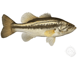 Largemouth Bass