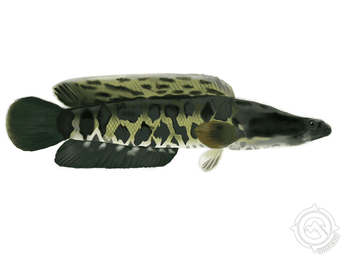 Great Snakehead